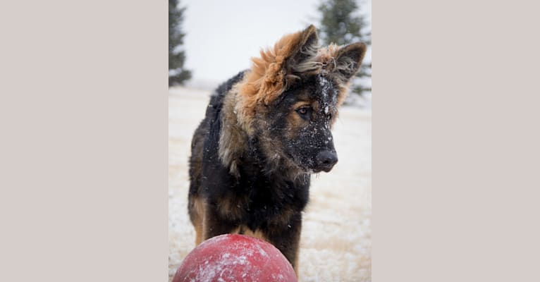 Xenavi, a German Shepherd Dog tested with EmbarkVet.com