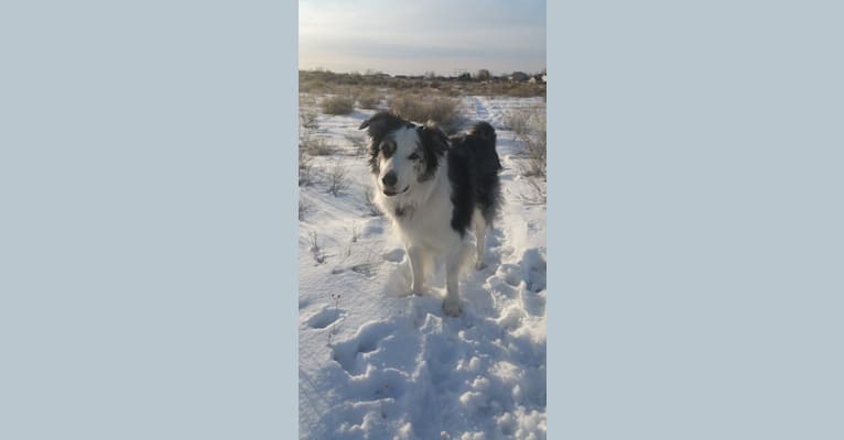 Darby, a Border Collie and Australian Shepherd mix tested with EmbarkVet.com