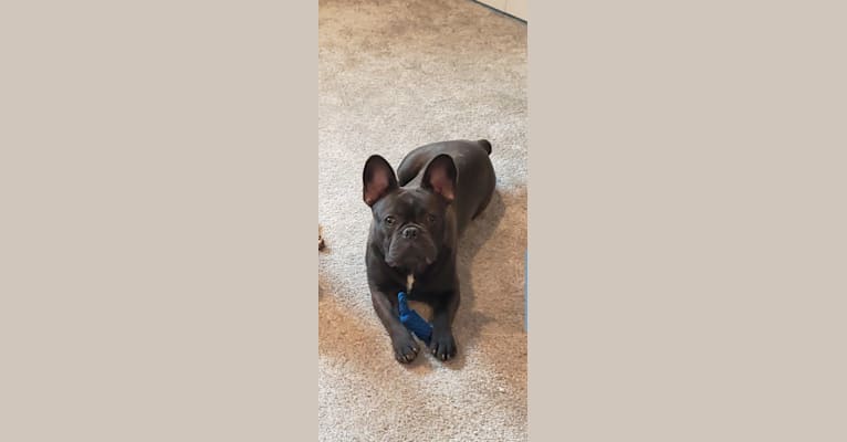 Diesel D, a French Bulldog tested with EmbarkVet.com