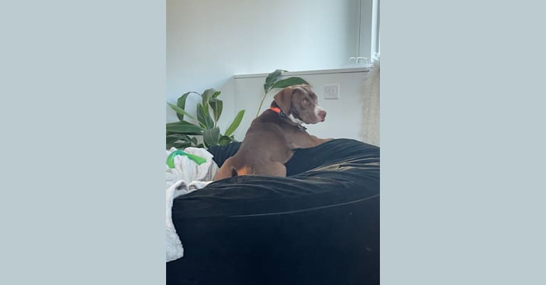 Molty, a Labrador Retriever and Bloodhound mix tested with EmbarkVet.com