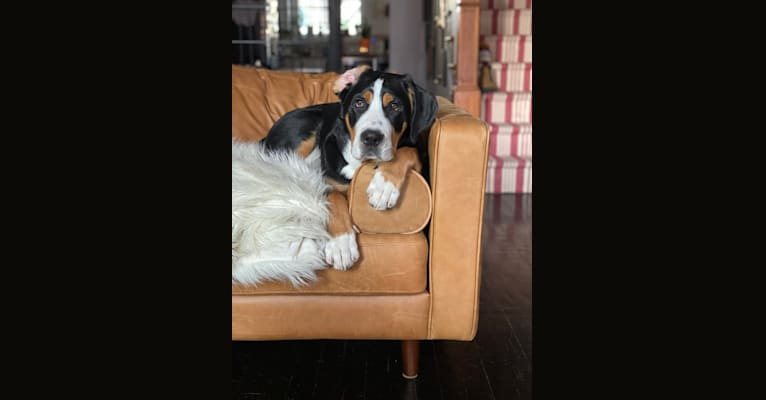 Beans, a Greater Swiss Mountain Dog tested with EmbarkVet.com