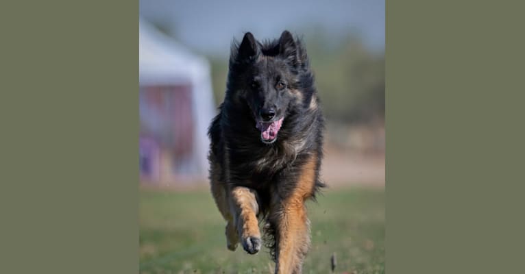 Finn, a Belgian Shepherd tested with EmbarkVet.com