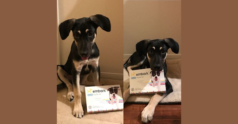 Daxton, a Staffordshire Terrier and Labrador Retriever mix tested with EmbarkVet.com