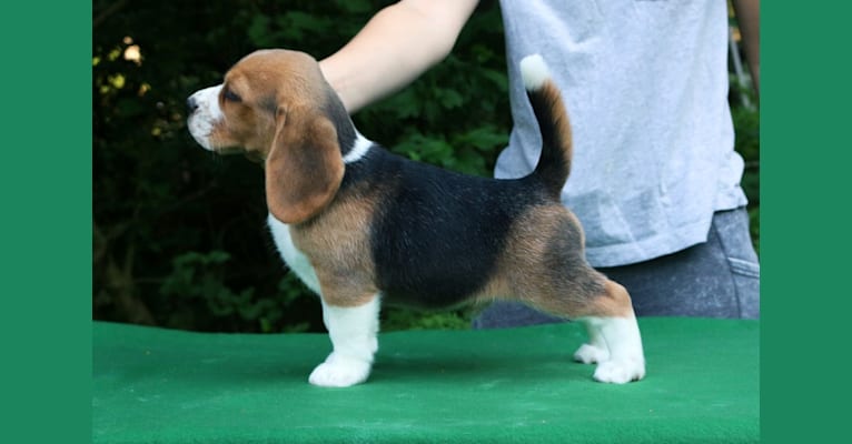Grant, a Beagle tested with EmbarkVet.com