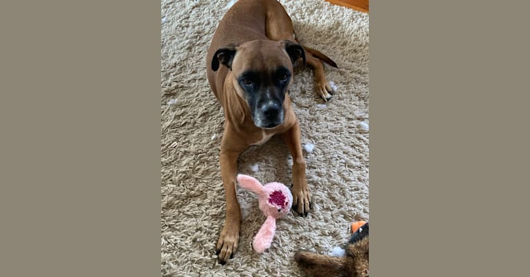 Abby, a Bullmastiff and Staffordshire Terrier mix tested with EmbarkVet.com