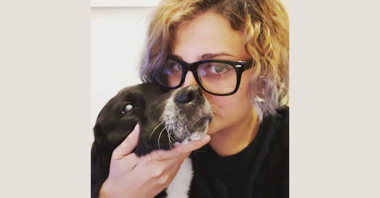 Molly, a Labrador Retriever and Bluetick Coonhound mix tested with EmbarkVet.com