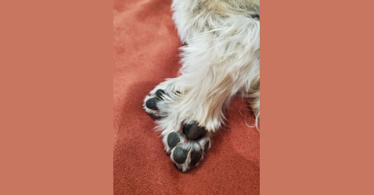 Bear, a Morkie tested with EmbarkVet.com