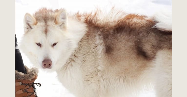 Sol, a Canadian Eskimo Dog tested with EmbarkVet.com