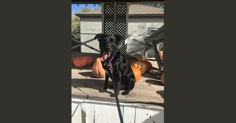 Aria, a Labrador Retriever and Australian Cattle Dog mix tested with EmbarkVet.com