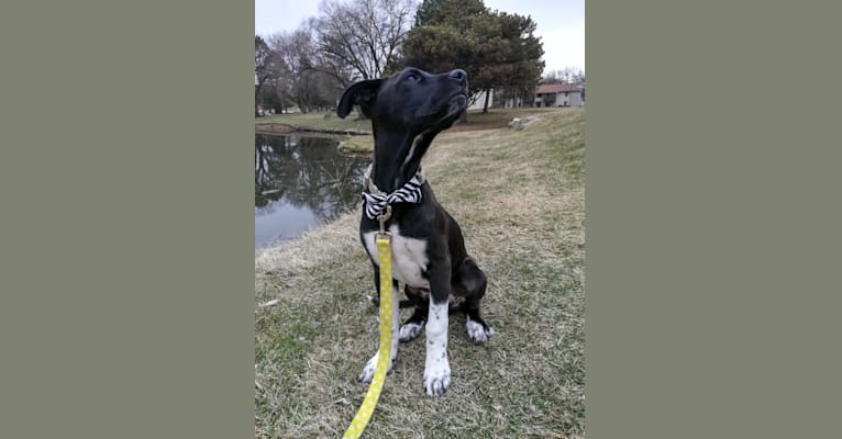Oakley, an American Pit Bull Terrier and Great Pyrenees mix tested with EmbarkVet.com