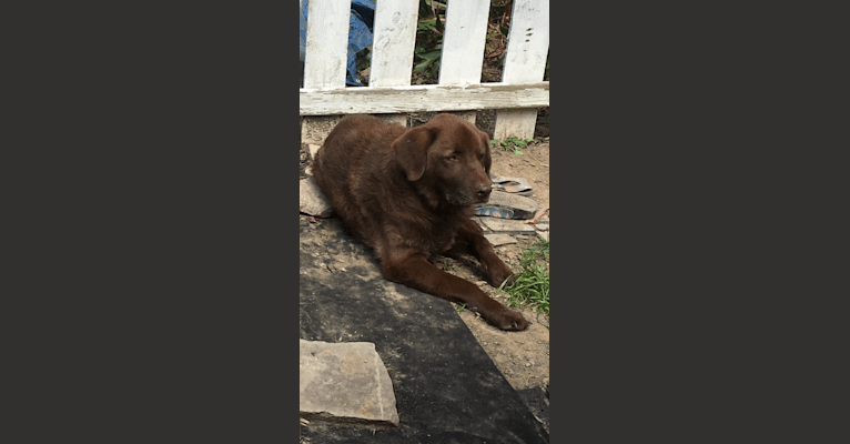 Timber, a Labrador Retriever and American Pit Bull Terrier mix tested with EmbarkVet.com