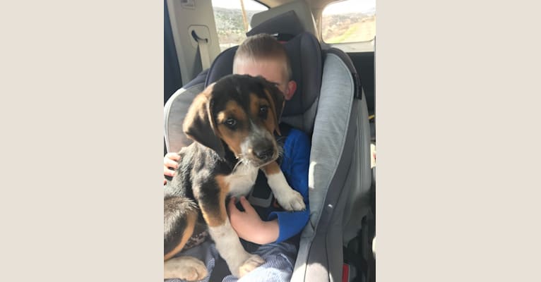 Clyde, a Border Collie and Treeing Walker Coonhound mix tested with EmbarkVet.com