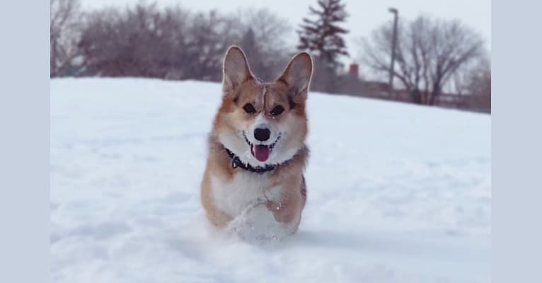 Photo of Fly, a Pembroke Welsh Corgi  in Barrie, Ontario, Canada