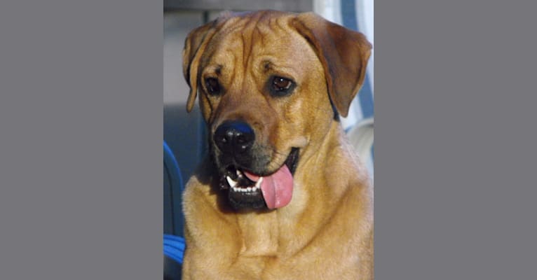 Chloe, a Rottweiler and Labrador Retriever mix tested with EmbarkVet.com