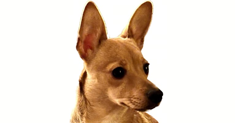 Alexa (Lexi) Isabella, a Chihuahua and Rat Terrier mix tested with EmbarkVet.com