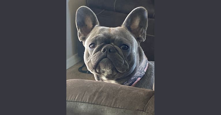 Graycie Mae, a French Bulldog tested with EmbarkVet.com