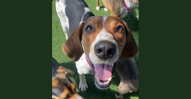 Luca, a Treeing Walker Coonhound tested with EmbarkVet.com