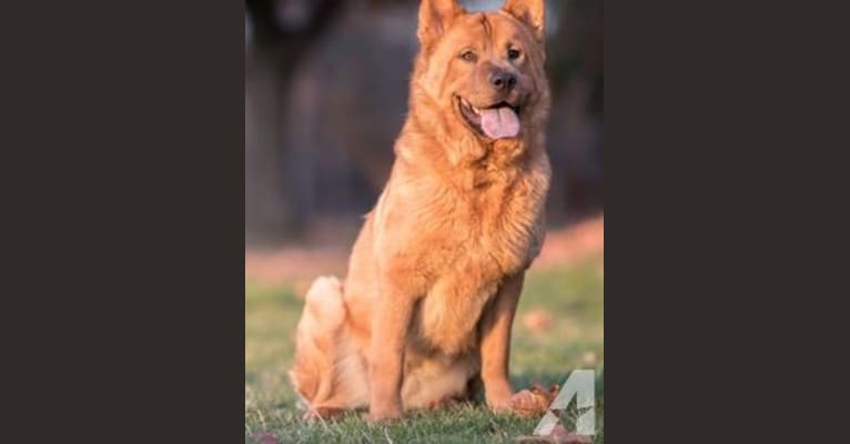 Penny, a Chow Chow and Rat Terrier mix tested with EmbarkVet.com