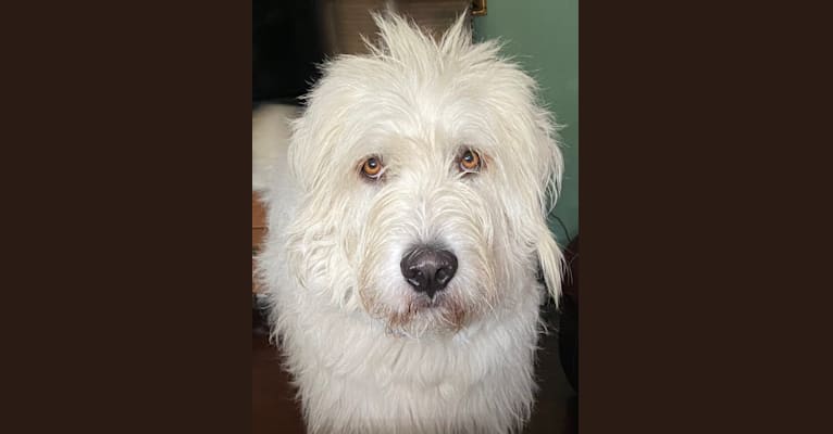 Phinehas, a Great Pyrenees and Komondor mix tested with EmbarkVet.com