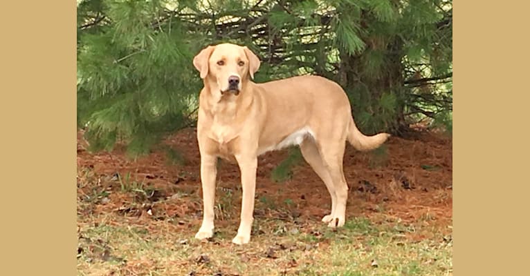 Toby, a Labrador Retriever tested with EmbarkVet.com