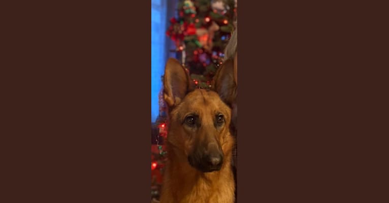 Skyla, a German Shepherd Dog tested with EmbarkVet.com