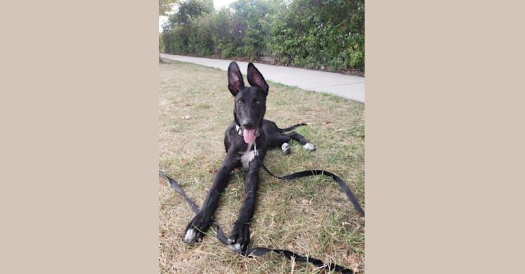 Photo of Mack, a German Shepherd Dog, Greyhound, and Mixed mix in Chicago, Illinois, USA