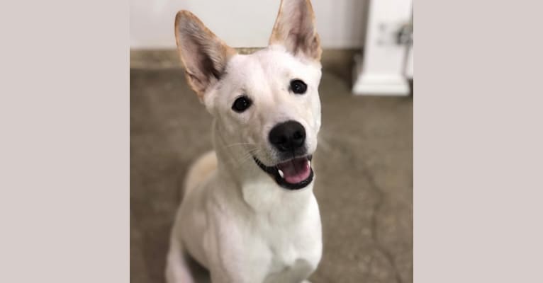 Photo of Charlie, a Japanese or Korean Village Dog and Jindo mix in South Korea