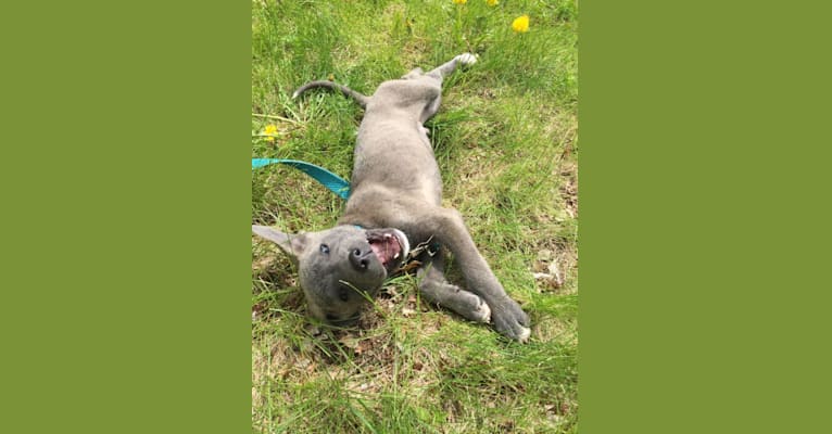 Photo of Jaxon, an American Pit Bull Terrier, Chow Chow, Siberian Husky, Labrador Retriever, Australian Cattle Dog, and Mixed mix in Mississippi, USA