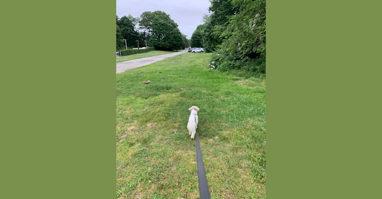 Lucy, a Shih Tzu tested with EmbarkVet.com