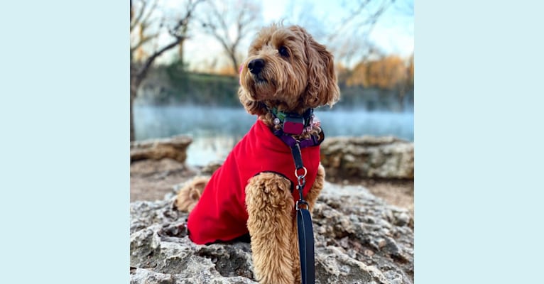 Poppy Mae, a Poodle (Small) and Poodle (Standard) mix tested with EmbarkVet.com