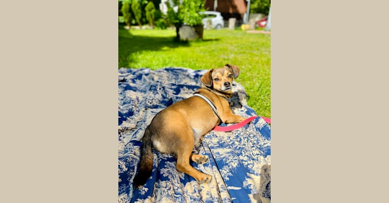 Topolino, an Eastern European Village Dog tested with EmbarkVet.com