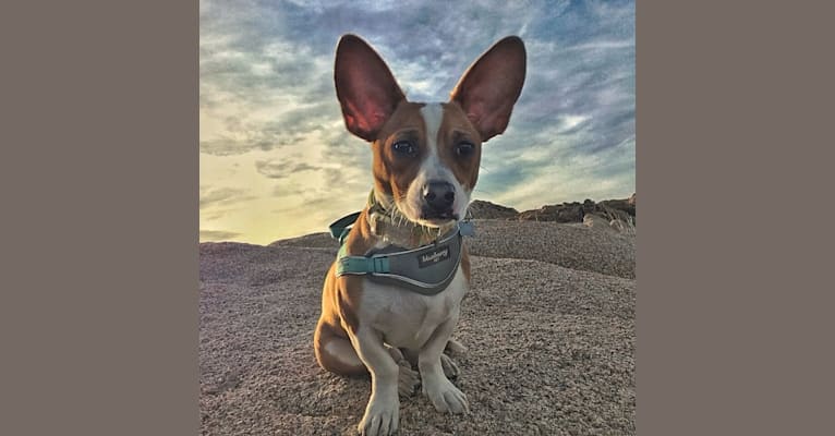 Thor, a Chihuahua and American Pit Bull Terrier mix tested with EmbarkVet.com