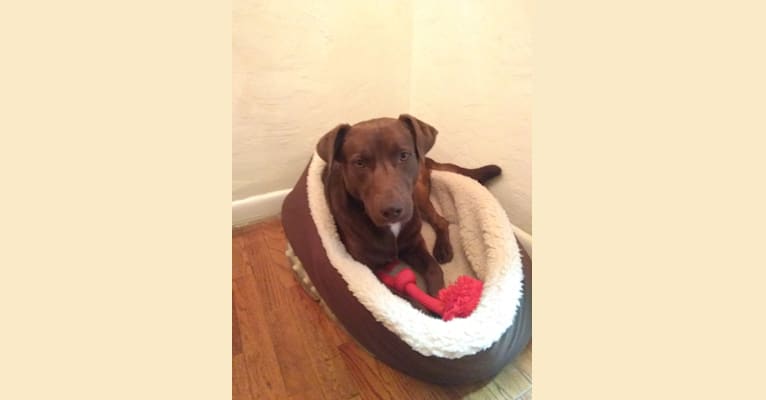 Yogi, a Labrador Retriever and Border Collie mix tested with EmbarkVet.com