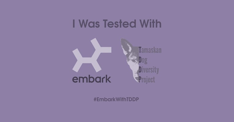 Nairobi, a Siberian Husky and Czechoslovakian Vlcak mix tested with EmbarkVet.com