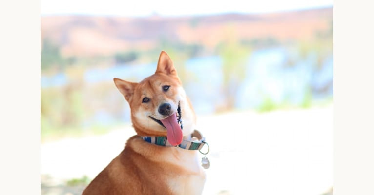 Max, a Shiba Inu tested with EmbarkVet.com