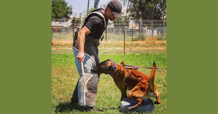 Fatty, a Belgian Shepherd tested with EmbarkVet.com