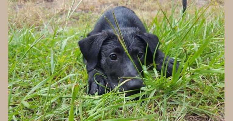 Kaida, a Labrador Retriever and Australian Shepherd mix tested with EmbarkVet.com