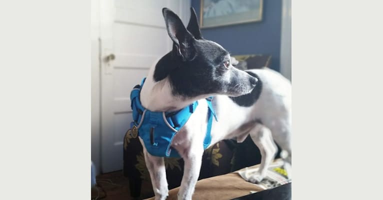 Topper, a Chihuahua tested with EmbarkVet.com