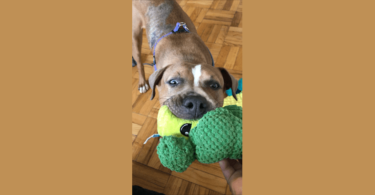 Morty, an American Pit Bull Terrier and American Staffordshire Terrier mix tested with EmbarkVet.com