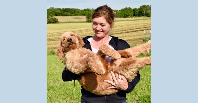 Dora, a Goldendoodle tested with EmbarkVet.com