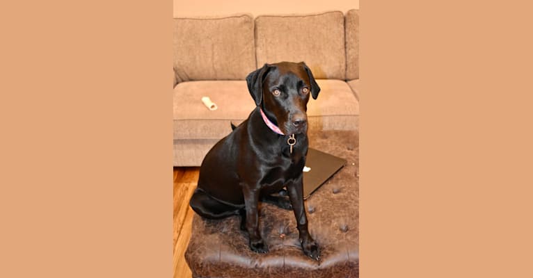 Photo of Kaya, a Weimaraner, Labrador Retriever, Boston Terrier, and Mixed mix in Dayton, Tennessee, USA