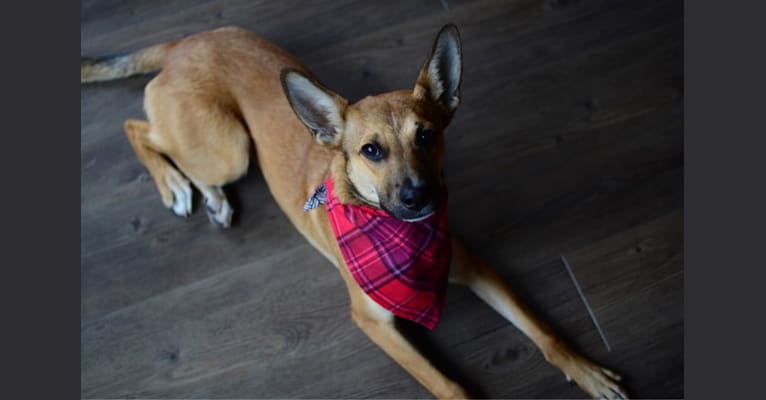 Boston terrier and german shepherd sales