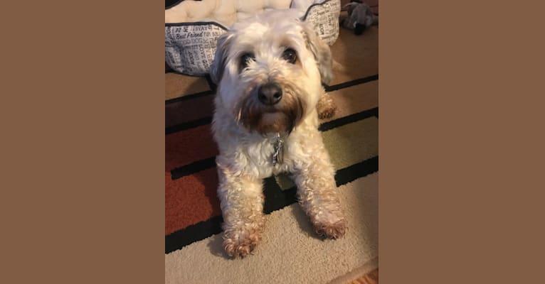 Reilly, a Russell-type Terrier and Bichon Frise mix tested with EmbarkVet.com