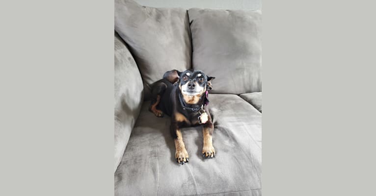 Minnie, a Miniature Pinscher tested with EmbarkVet.com