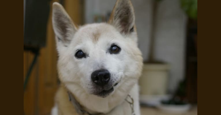 Wattle, a Japanese or Korean Village Dog and Shiba Inu mix tested with EmbarkVet.com