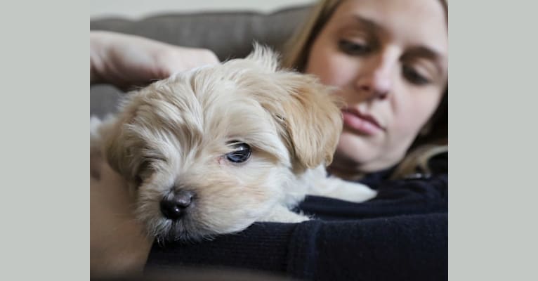 Sherman, a Maltipoo tested with EmbarkVet.com