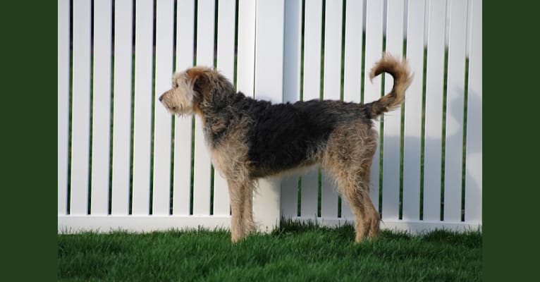 Sunny, an Airedale Terrier and Bluetick Coonhound mix tested with EmbarkVet.com