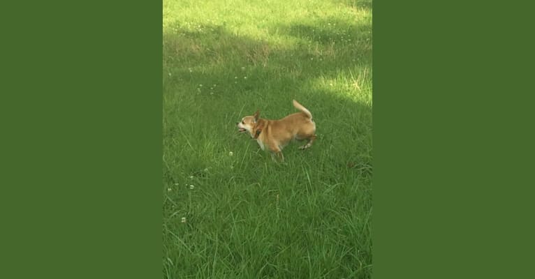 Frankie, a Chihuahua and Miniature Pinscher mix tested with EmbarkVet.com