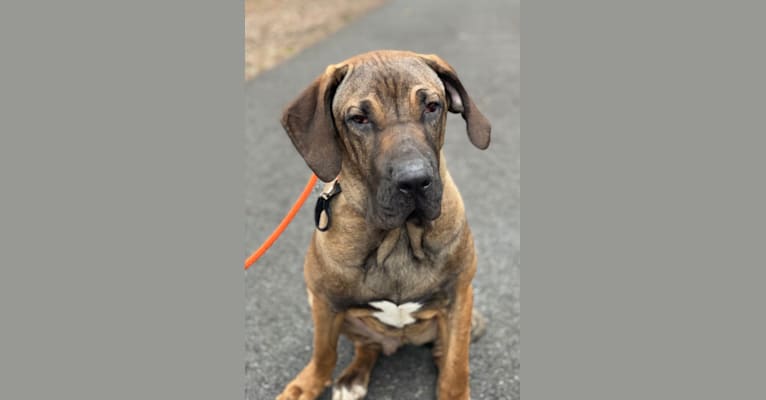 Hash, a Fila Brasileiro tested with EmbarkVet.com