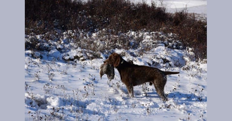 Cedarwood Canadian Quill, a Pudelpointer tested with EmbarkVet.com